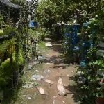 Mengubah Atap Gedung Menjadi Kebun Produktif Dengan Teknologi Aeroponik Inovasi Pertanian Urban Masa Depan