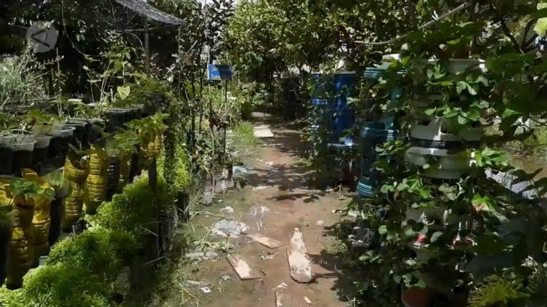 Mengubah Atap Gedung Menjadi Kebun Produktif Dengan Teknologi Aeroponik Inovasi Pertanian Urban Masa Depan