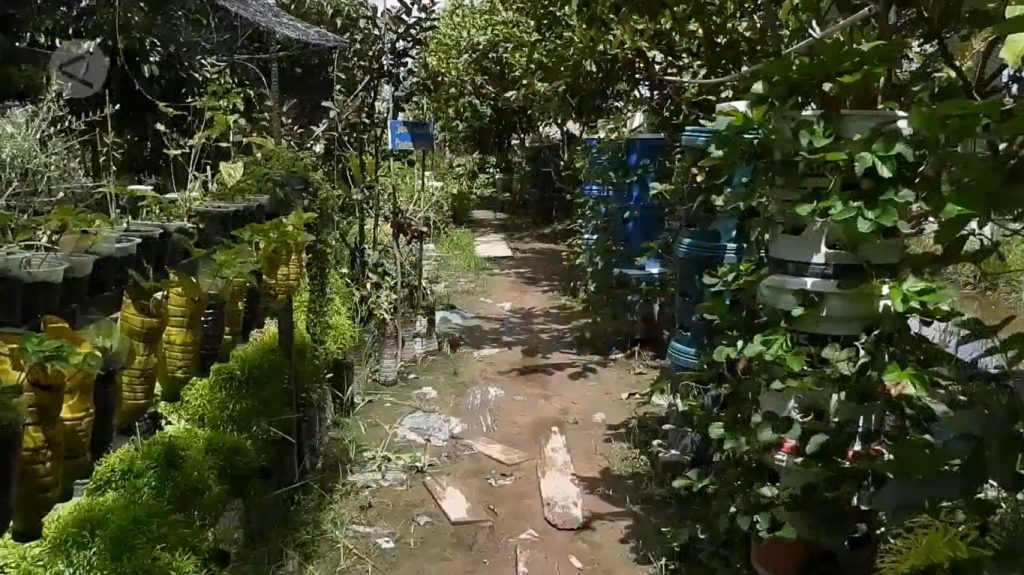 Mengubah Atap Gedung Menjadi Kebun Produktif Dengan Teknologi Aeroponik Inovasi Pertanian Urban Masa Depan